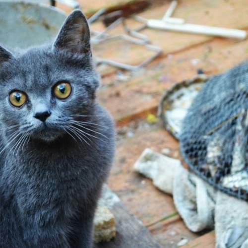 Photo #8773317