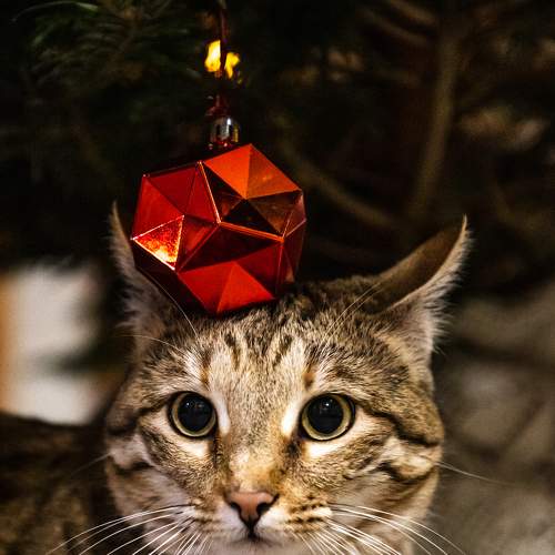 Photo #8773365