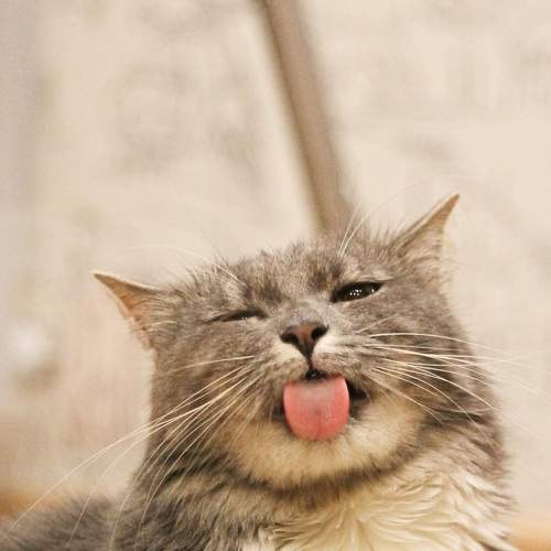 Photo #8774542
