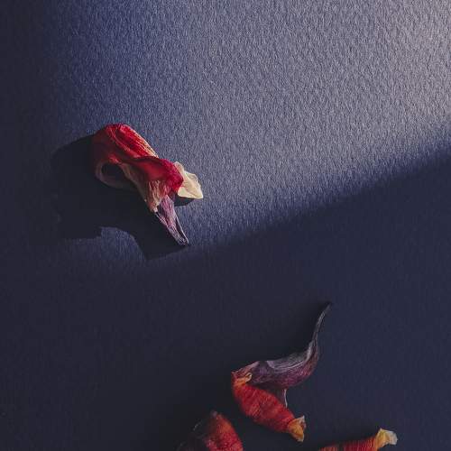 Photo #8777054