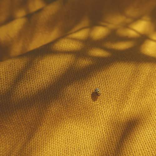 Photo #8777536