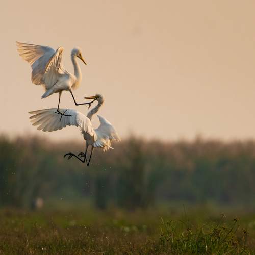 Photo #8778050