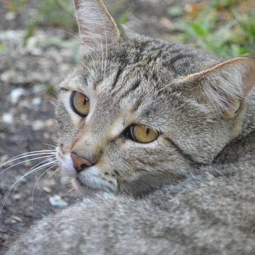 Photo #8778370
