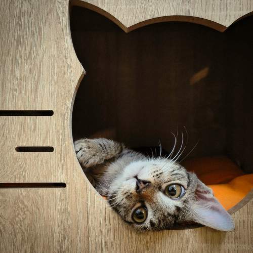 Photo #8781169