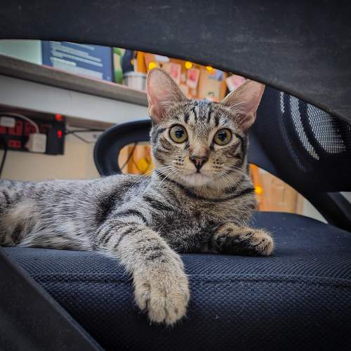 Photo #8781170