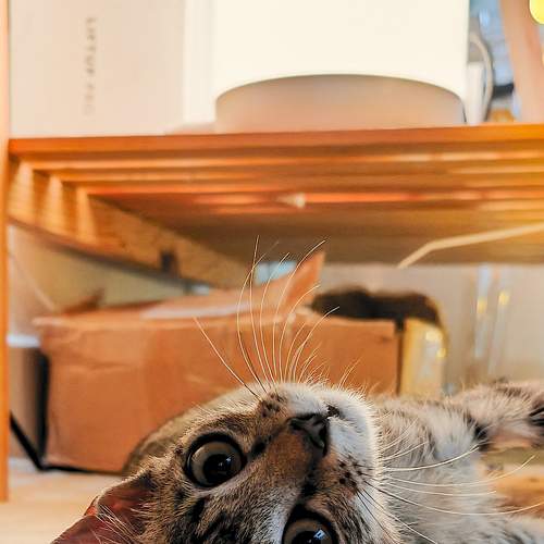 Photo #8781171