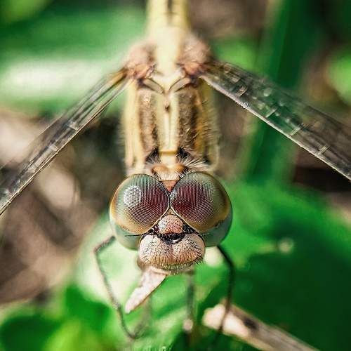 Photo #8781256