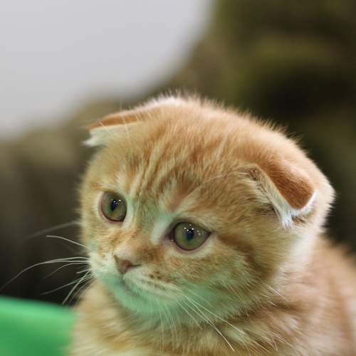 Photo #8781438