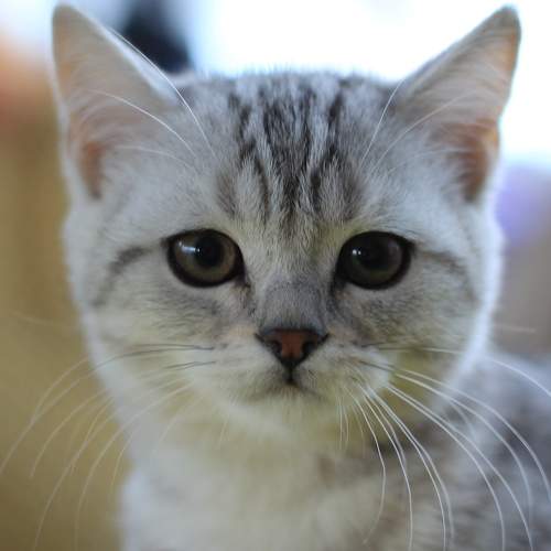Photo #8781440