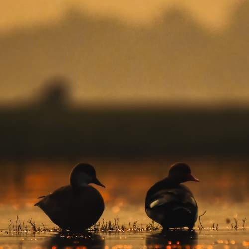 Photo #8781874