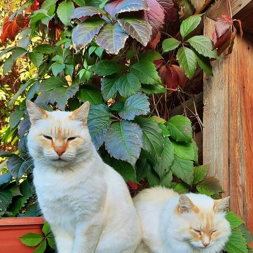 Photo #8782245