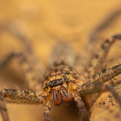 Huntsman Spider