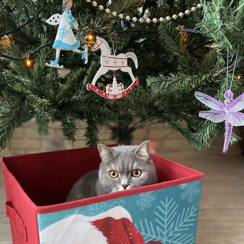 Photo #8782930