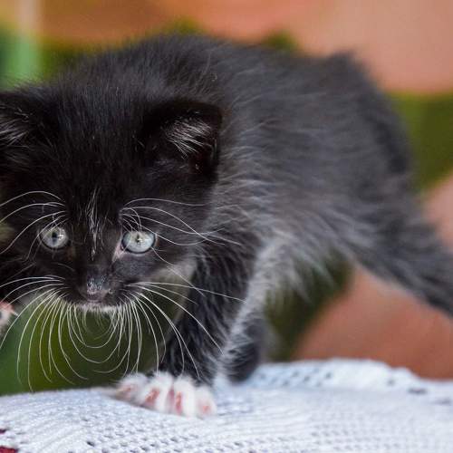 Photo #8783056