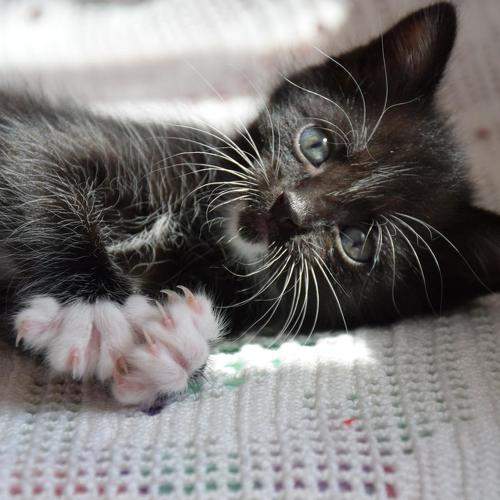 Photo #8783066