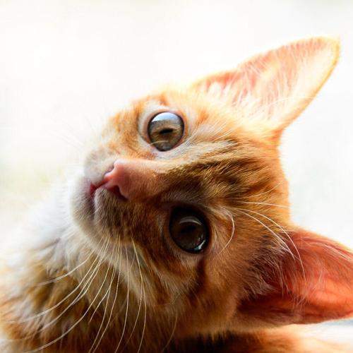 Photo #8783071