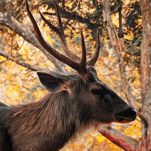 Photo #8783375