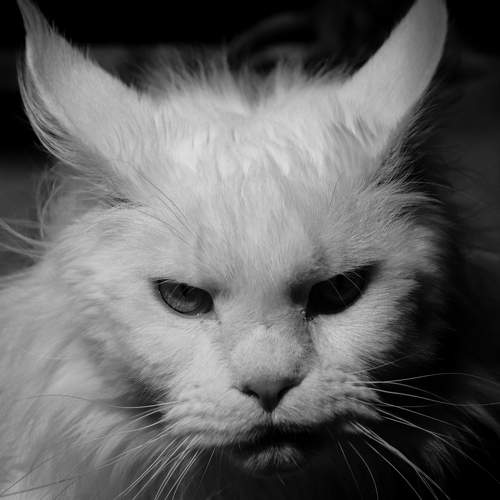 Photo #8783430