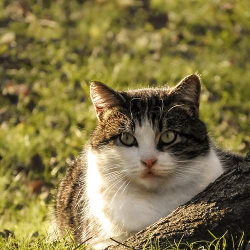 Photo #8783988