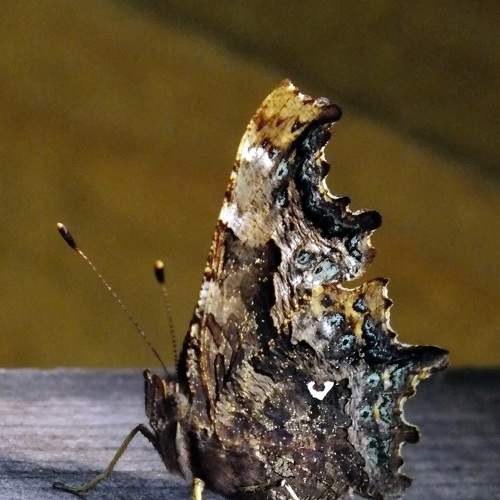 Photo #8784043