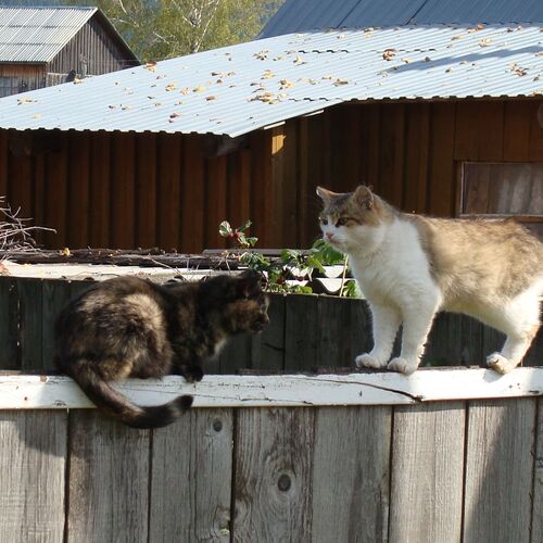 Photo #8784367