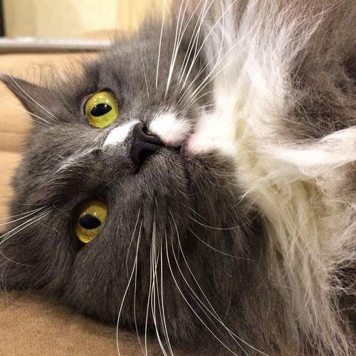 Photo #8784420