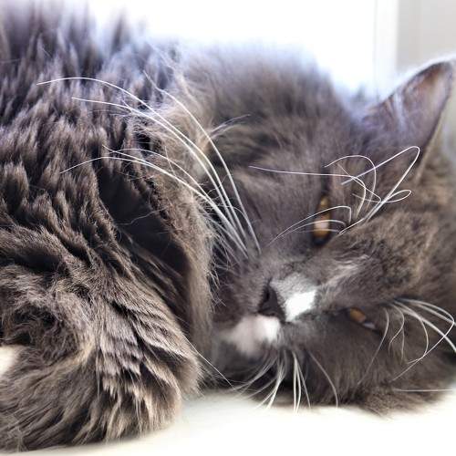 Photo #8784427