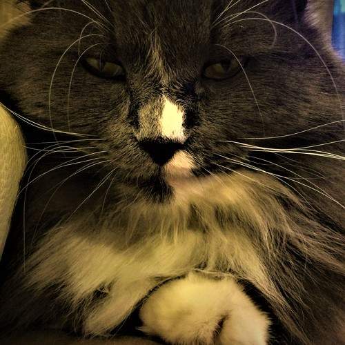 Photo #8784473