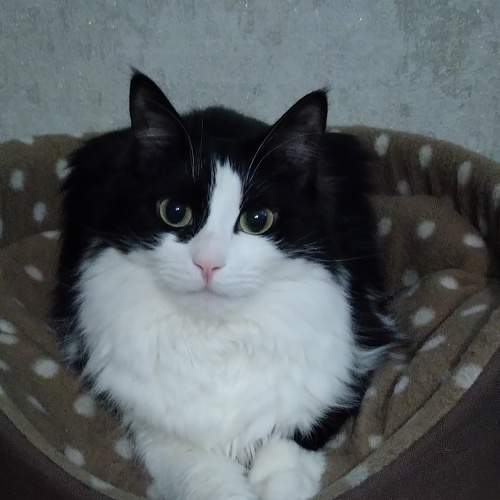 Photo #8784784