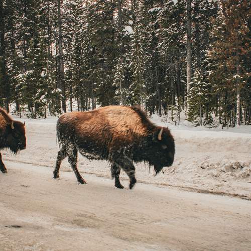 Photo #8785284