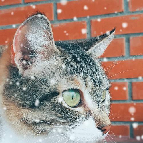 Photo #8785302