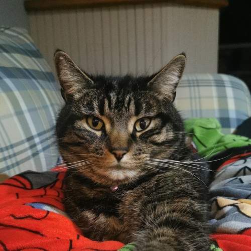 Photo #8785463