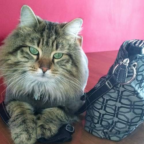 Photo #8785483