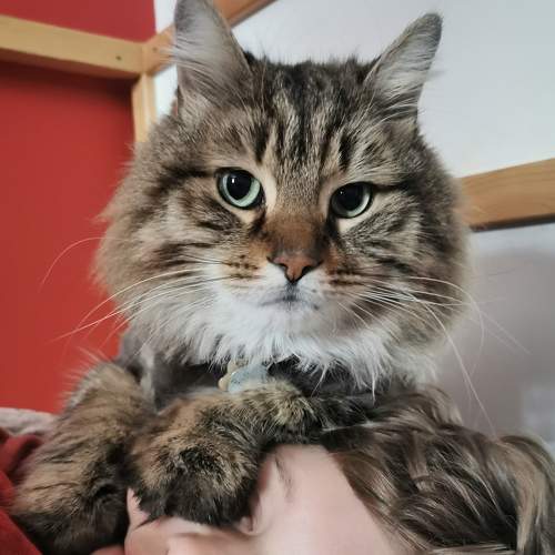 Photo #8785496