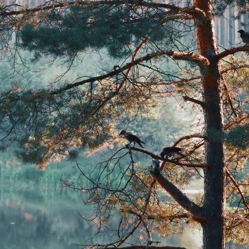 Photo #8785562
