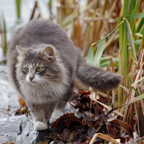 Photo #8785677