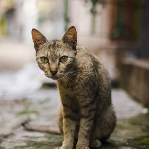 Photo #8786283