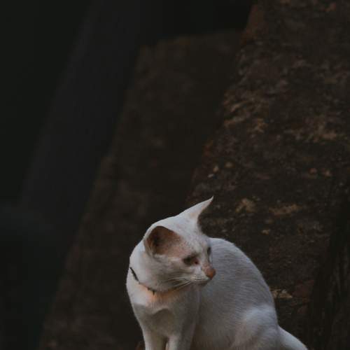 Photo #8786323