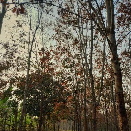 Photo #8786388