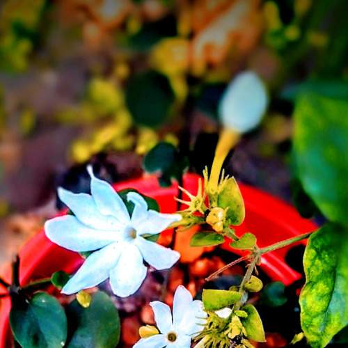 Photo #8786580