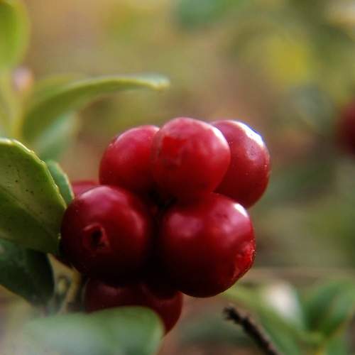 Photo #8787036