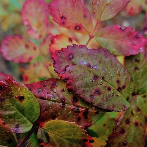 Photo #8787045