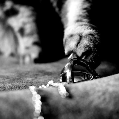 Photo #8787269