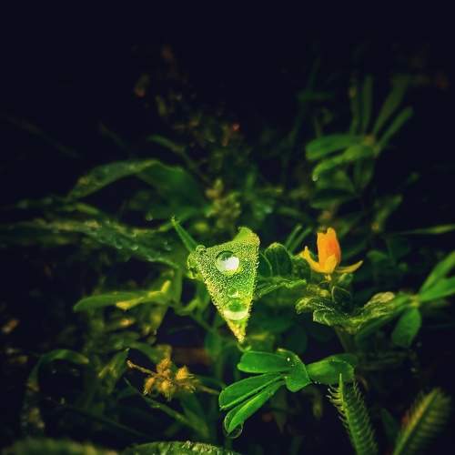 Droplets