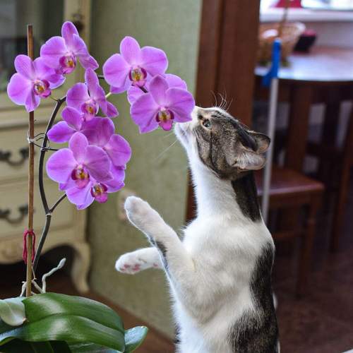 Photo #8787965