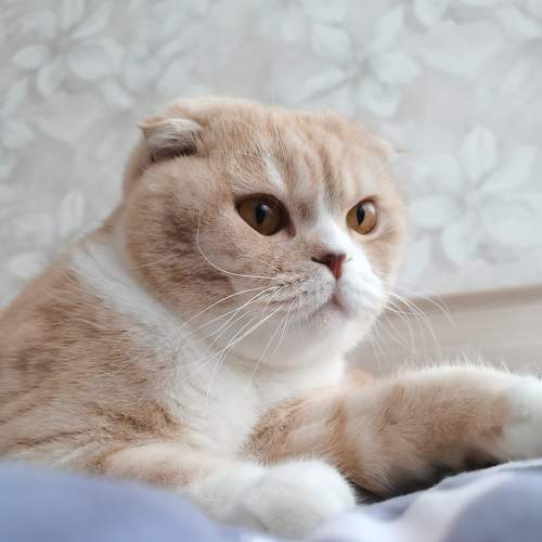 Кошачье утро