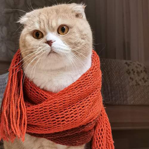 Теплый кот