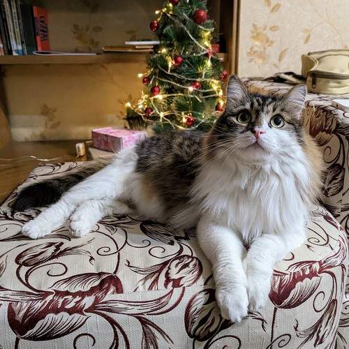 Photo #8789016