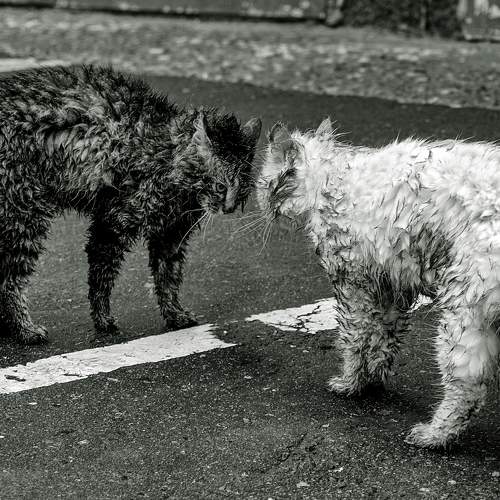 Photo #8790198
