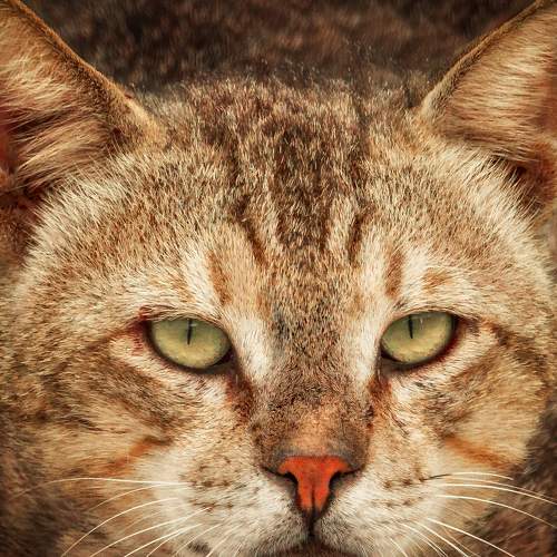Photo #8790844